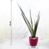 Buy SNAKE PLANT 'BENTEL SENSATION'' (SANSEVIERIA) - Nursery Nisarga