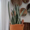 Buy SNAKE PLANT 'BANTEL SENSATION'' (SANSEVIERIA) - Nursery Nisarga