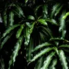 Buy Black Mango Plant Online At Nursery Nisarga