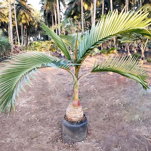 Buy Champagne Palm Plant - Nursery Nisarga