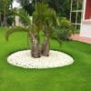 Buy Champagne Palm Plant - Nursery Nisarga