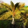 Buy Champagne Palm Plant - Nursery Nisarga