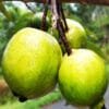 Buy Chinese Guava, Amrud Fruit Plant - Nursery Nisarga