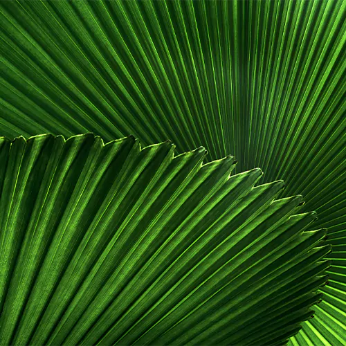 Buy Ruffled Fan Palm Plant - Nursery Nisarga