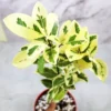 Buy Ficus Prestige Plant - Nursery Nisarga