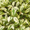 Buy Ficus Prestige Plant - Nursery Nisarga