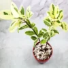 Buy Ficus Prestige Plant - Nursery Nisarga