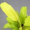 Buy Philodendron Lemon Lime (Ceylon Golden) Plant - Nursery Nisarga