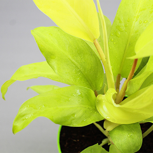 Buy Philodendron Lemon Lime (Ceylon Golden) Plant - Nursery Nisarga