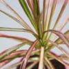 Buy Dracaena Colorama Plant - Nursery Nisarga