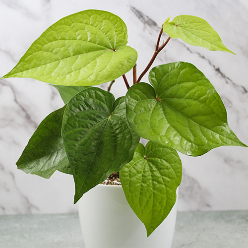 Buy Betel Leaf Plant (Paan) - Nursery Nisarga
