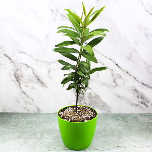 Buy Allspice plant (Pimenta dioica) - Nursery Nisarga