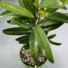 Buy Allspice (Pimenta dioica) - Nursery Nisarga