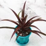 Cryptbergia 'Red Burst' Bromeliad online at Nursery Nisarga