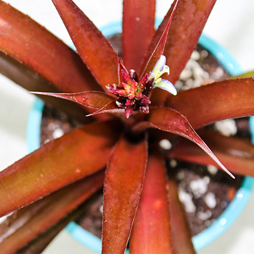Cryptbergia 'Red Burst' Bromeliad online at Nursery Nisarga