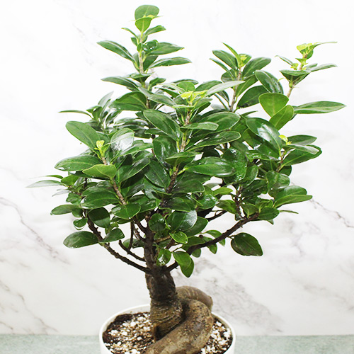 Buy Bonsai Plants - Nursery Nisarga