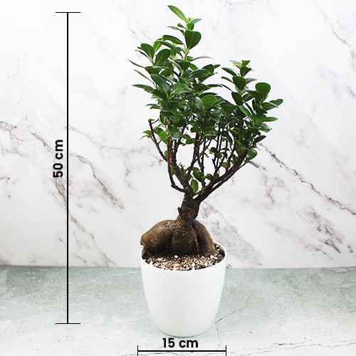 Ficus Microcarpa, Ginseng Bonsai plant - Nursery Nisarga