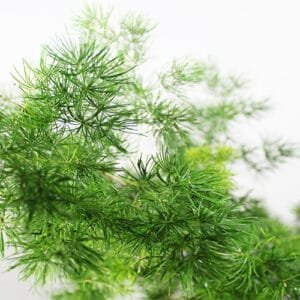 Buy Ming Fern, Asparagus Macowanii – Nursery Nisarga