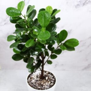 Buy Ficus Moclame, Ficus Microcarpa Plant – Nursery Nisarga