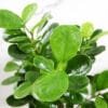 Buy Ficus Moclame, Ficus Microcarpa Plant - Nursery Nisarga