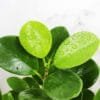 Buy Ficus Moclame, Ficus Microcarpa Plant - Nursery Nisarga