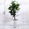 Buy Ficus Moclame, Ficus Microcarpa Plant - Nursery Nisarga