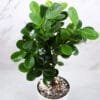 Buy Ficus Moclame, Ficus Microcarpa Plant - Nursery Nisarga