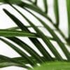 Buy Dypsis Decaryi (Triangle Palm) - Nursery Nisarga