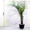 Buy Dypsis Decaryi (Triangle Palm) - Nursery Nisarga