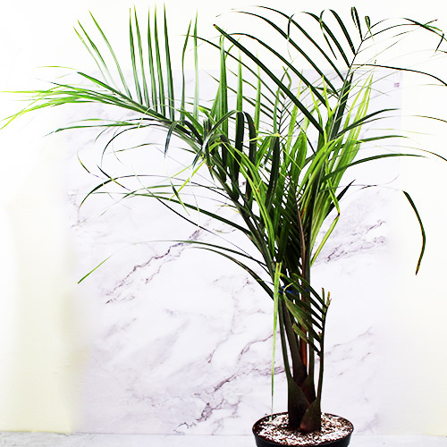 Buy Dypsis Decaryi (Triangle Palm) - Nursery Nisarga