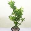 Buy Chinese Guava, Amrud Fruit Plant - Nursery Nisarga