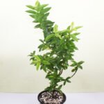 Buy Chinese Guava, Amrud Fruit Plant - Nursery Nisarga