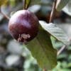 Buy Black Guava, Amrud Plant - Nursery Nisarga