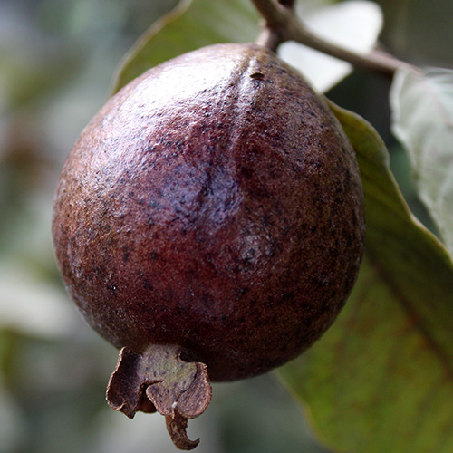 Buy Black Guava, Amrud Plant - Nursery Nisarga