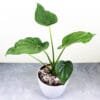 Buy Alocasia Cucullata (Hooded Dwarf Elephant Ear) Plant - Nursery Nisarga