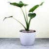 Buy Alocasia Cucullata (Hooded Dwarf Elephant Ear) Plant - Nursery Nisarga