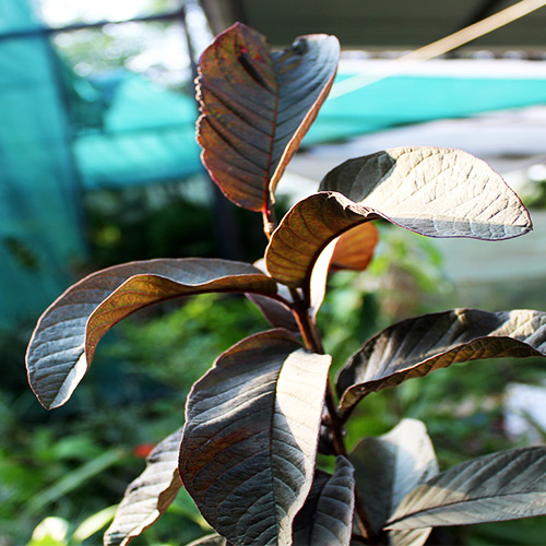 Buy Black Guava, Amrud Plant - Nursery Nisarga