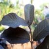 Buy Black Guava, Amrud Plant - Nursery Nisarga