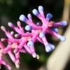 Buy Matchstick Bromeliad Plant- Nursery Nisarga