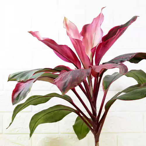 Buy Pack of 6 Foliage Indoor Plants Online