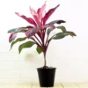 Buy Dracaena Kedarnath Plant - Nursery Nisarga