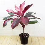 Buy Dracaena Kedarnath Plant - Nursery Nisarga