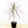 Buy Lucky plant Dracaena Colorama Red online - Nursery Nisarga