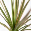 Buy Lucky plant Dracaena Colorama Red online - Nursery Nisarga