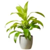 Buy Dracaena Limelight from Nursery Nisarga