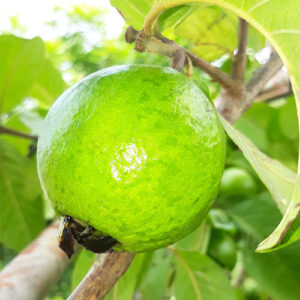 Buy L49 White Guava, Amrud Plant - Nursery Nisarga
