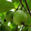 Buy L49 White Guava, Amrud Plant - Nursery Nisarga