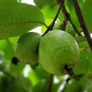 Buy L49 White Guava, Amrud Plant – Nursery Nisarga