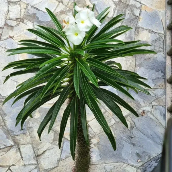Buy Pachypodium Lamerei, Madagascar Palm - Plant from Nursery Nisarga