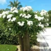 Buy Pachypodium Lamerei, Madagascar Palm - Plant from Nursery Nisarga